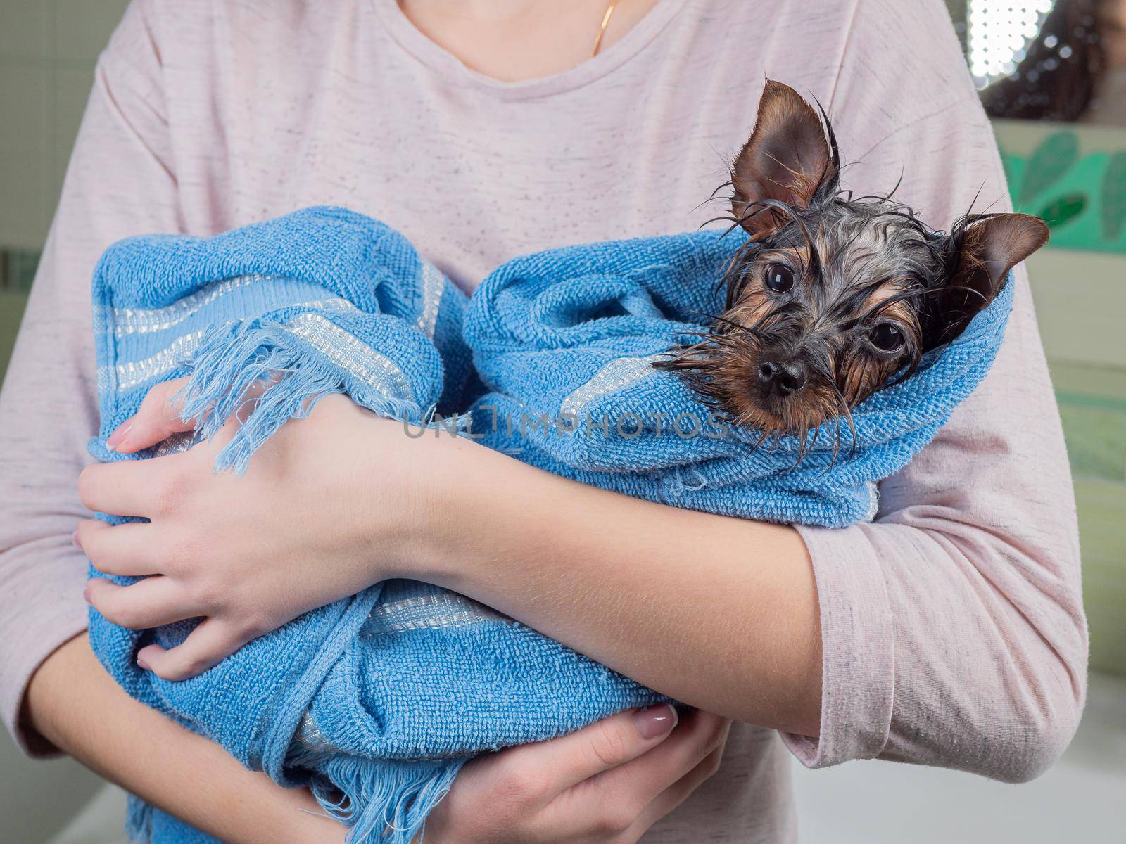 A wet little puppy wrapped in a towel sits in the owner arms. by Utlanov