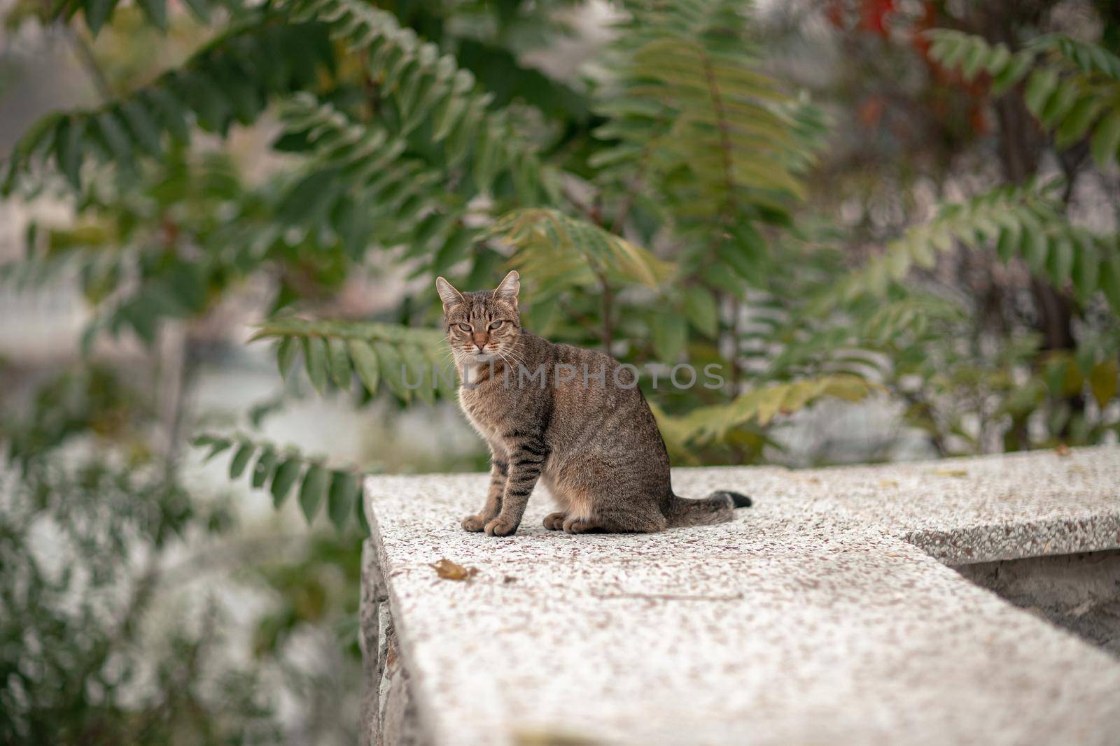 beautiful gray cat sitting on the sidewalk in soft focus.