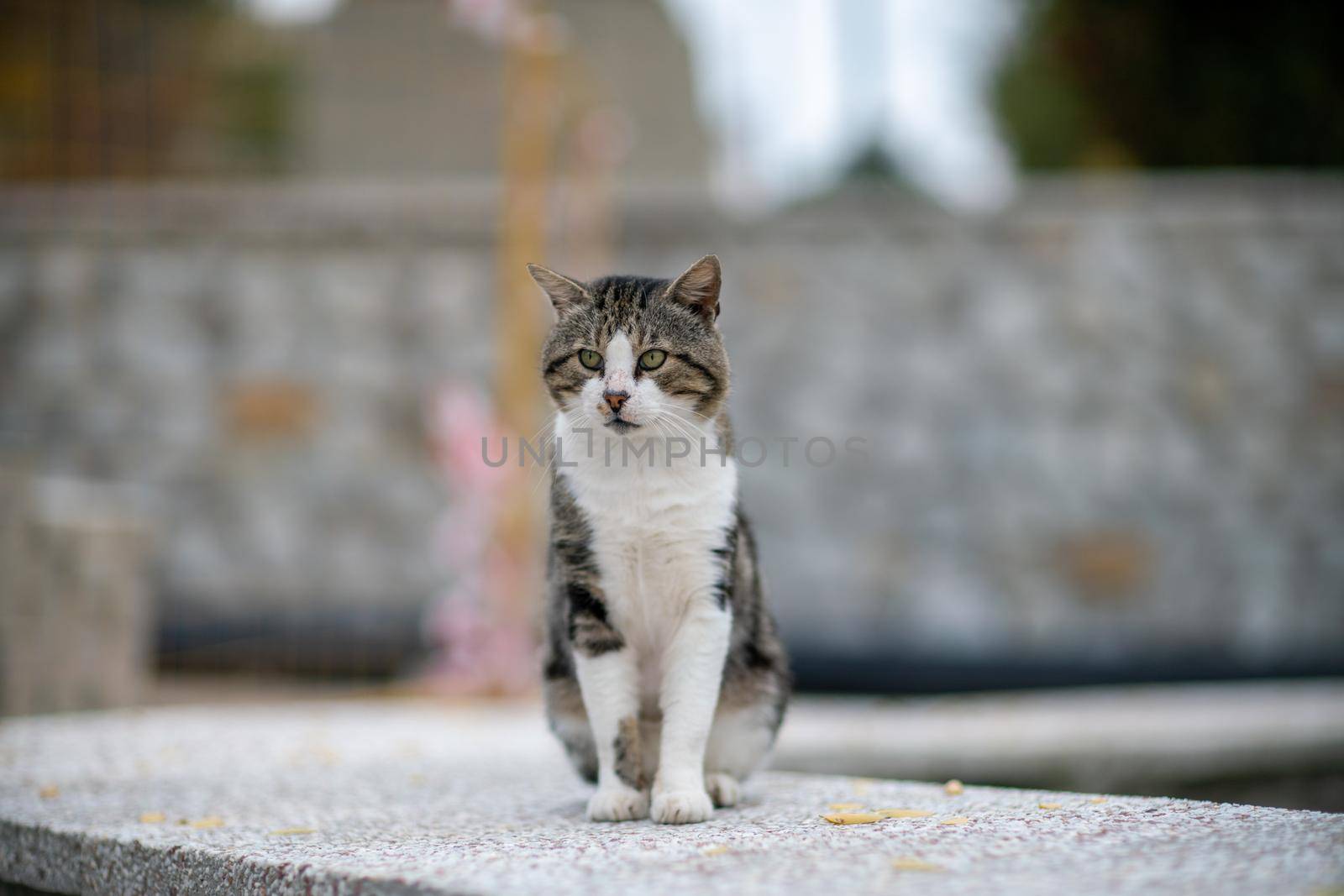 beautiful gray cat sitting on the sidewalk in soft focus.