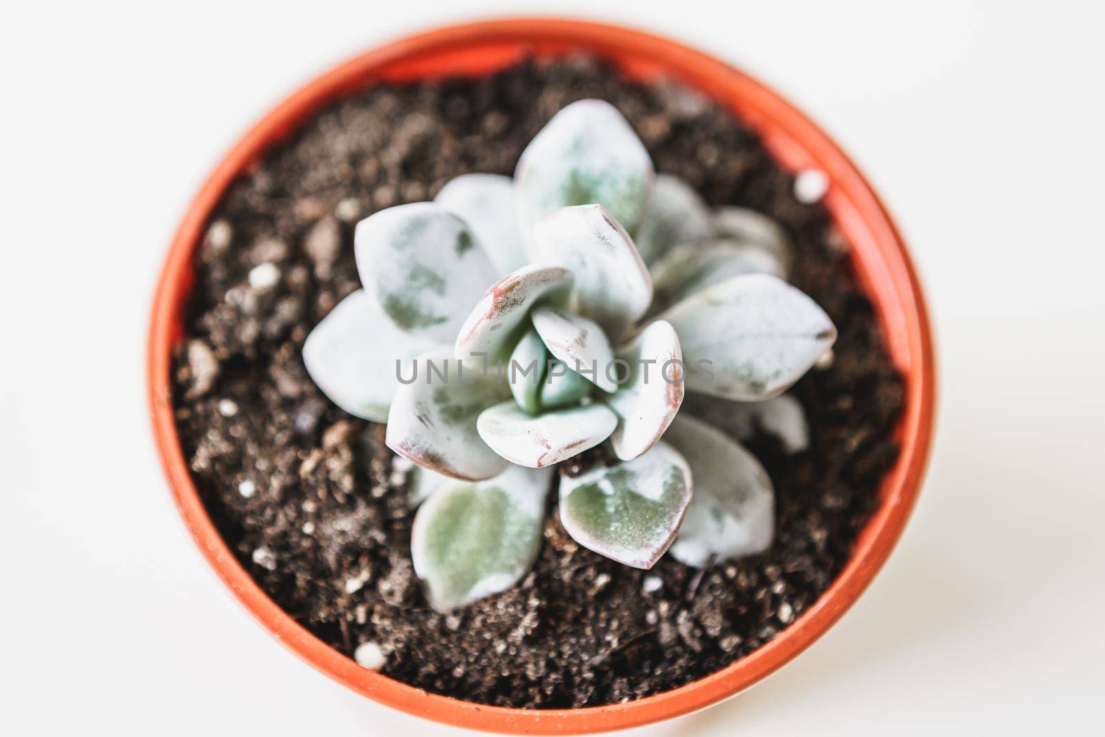 Beautiful potted succulent plants on a white table top view