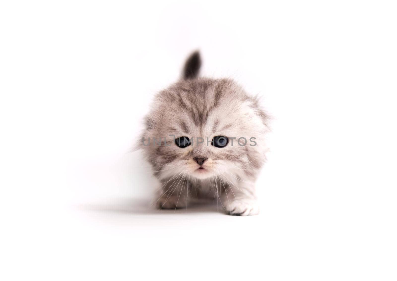 Little fluffy Scottish kitten isolated on white background