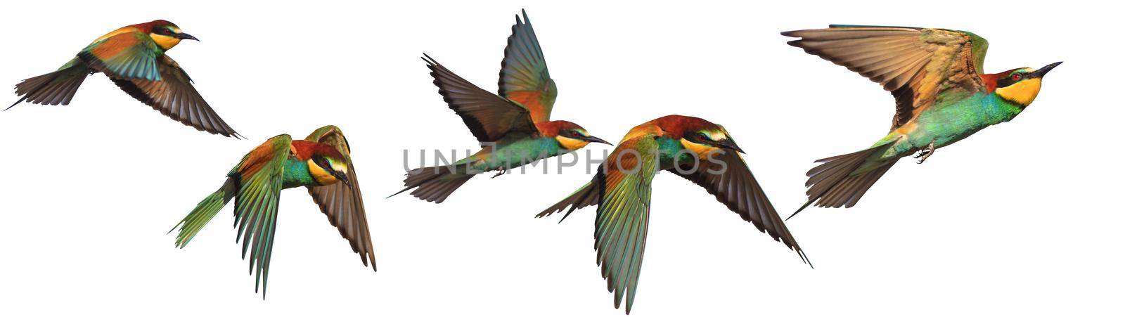 colorful birds of paradise in flight isolated on white, wild nature