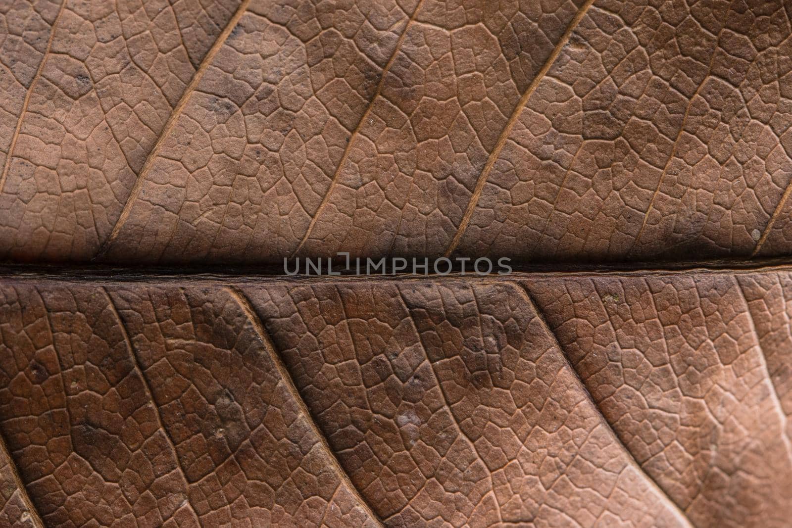 Macro leaf background dry