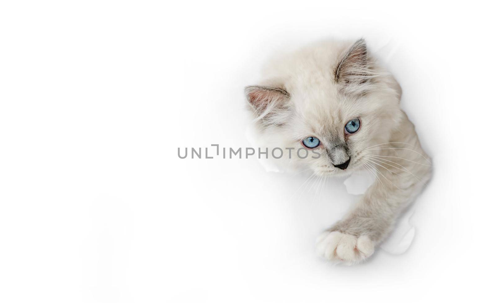 Funny beautiful ragdoll cat looks through ripped hole in white paper backgroud. Purebred domestic feline pet with incredible blue eyes portrait