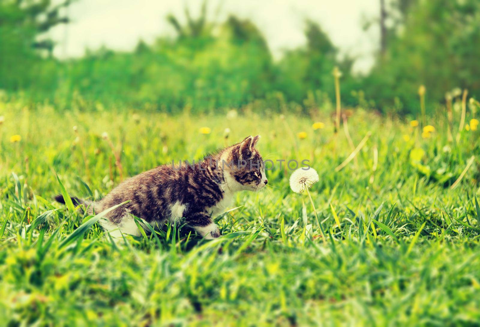 Curiosity kitten in summer by alexAleksei