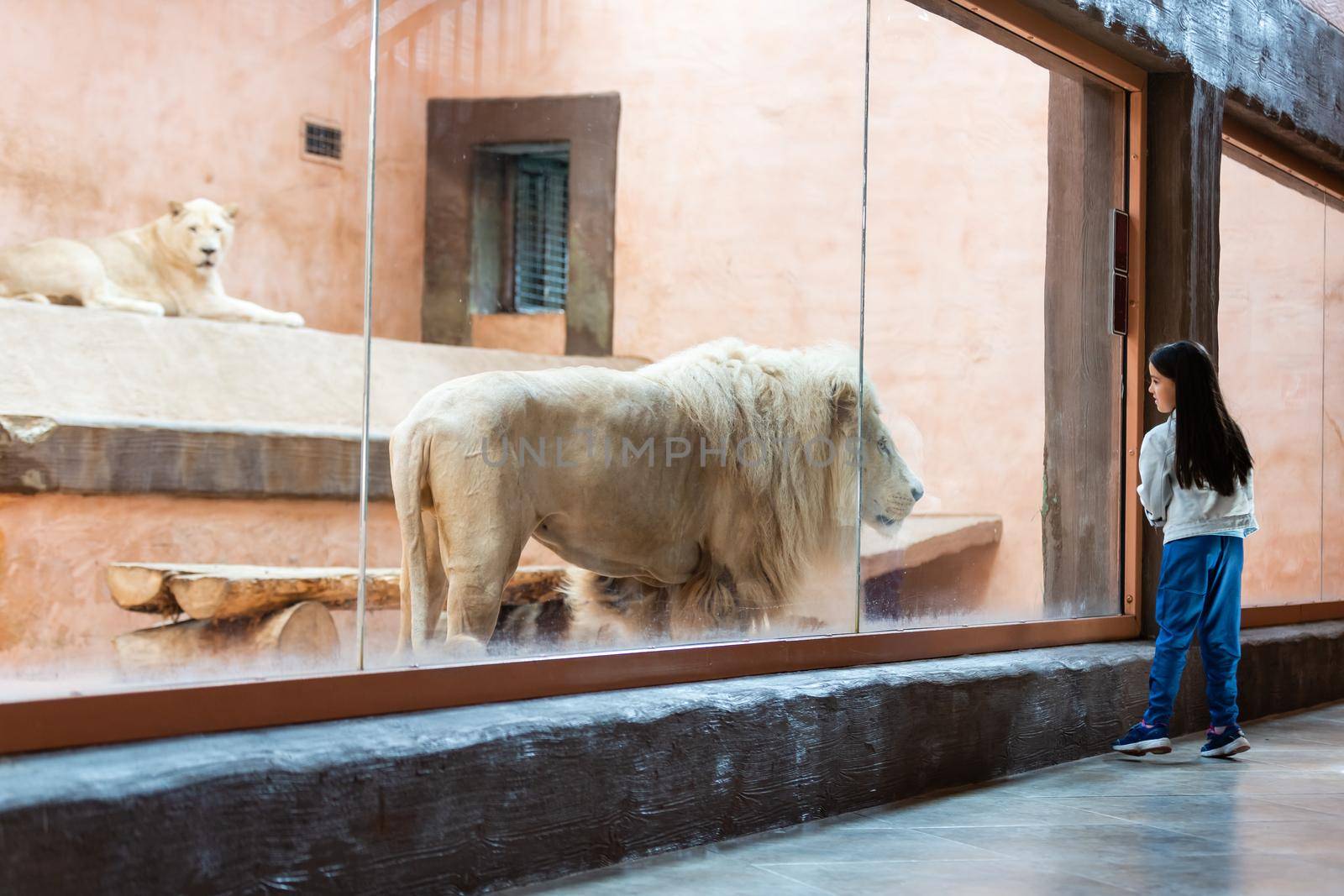 Beautiful young male lion in zoo by Andelov13