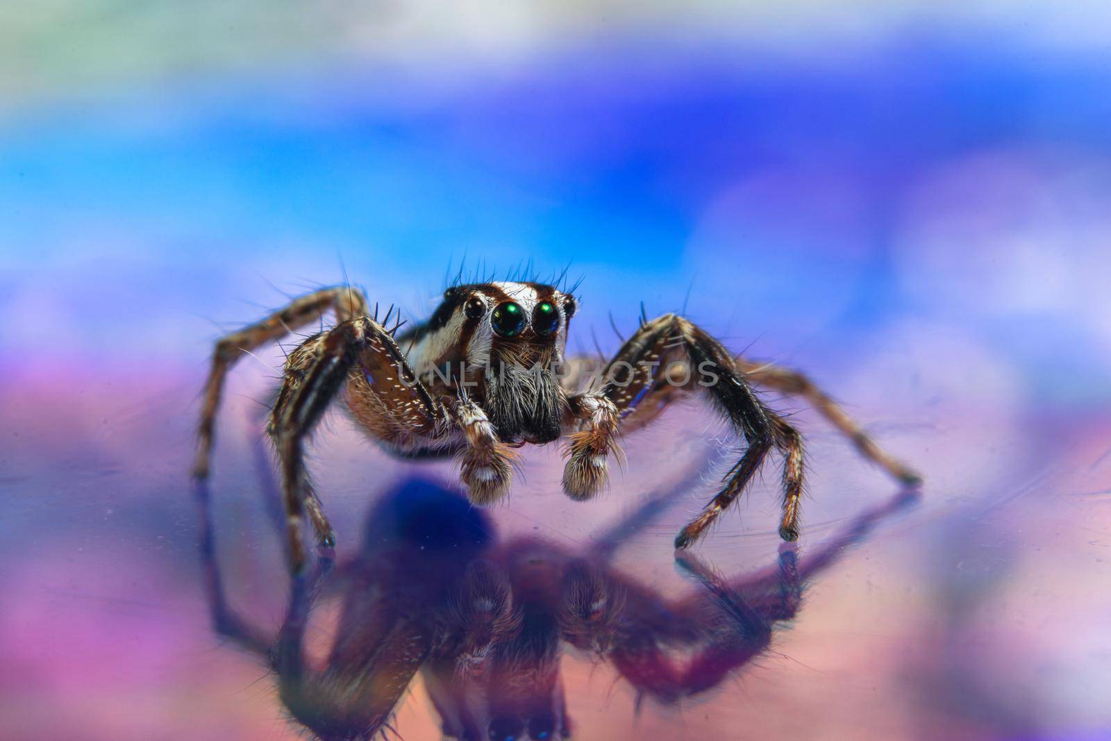 Macro spider colorful background