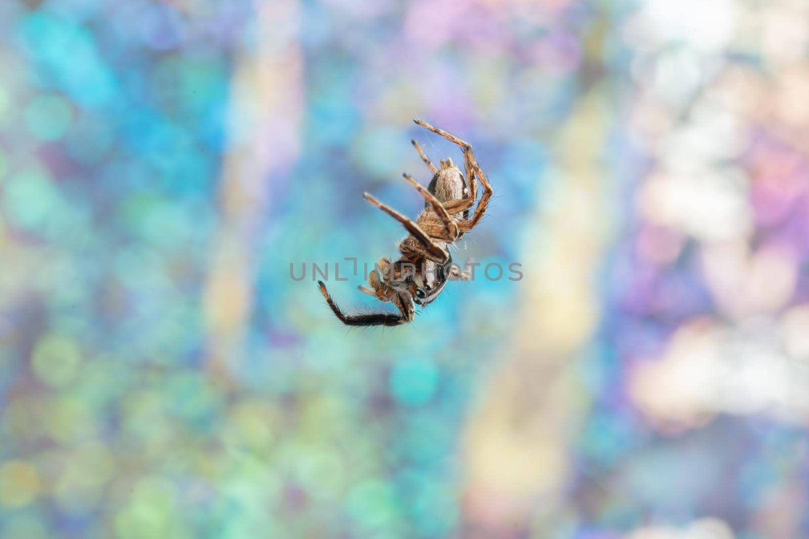 Macro Spider Colorful Bokeo Background