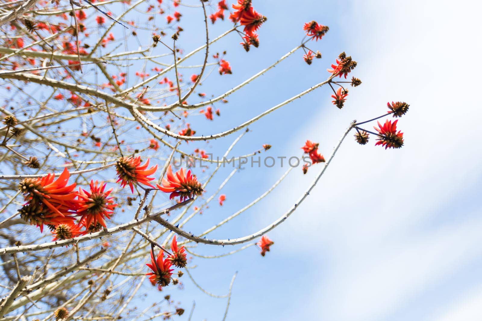 Great close-up of rambutan hanging on a tree