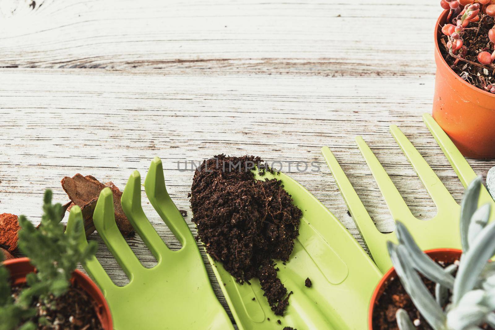 Planting Succulents in Pots with Japanese Soil and shovel