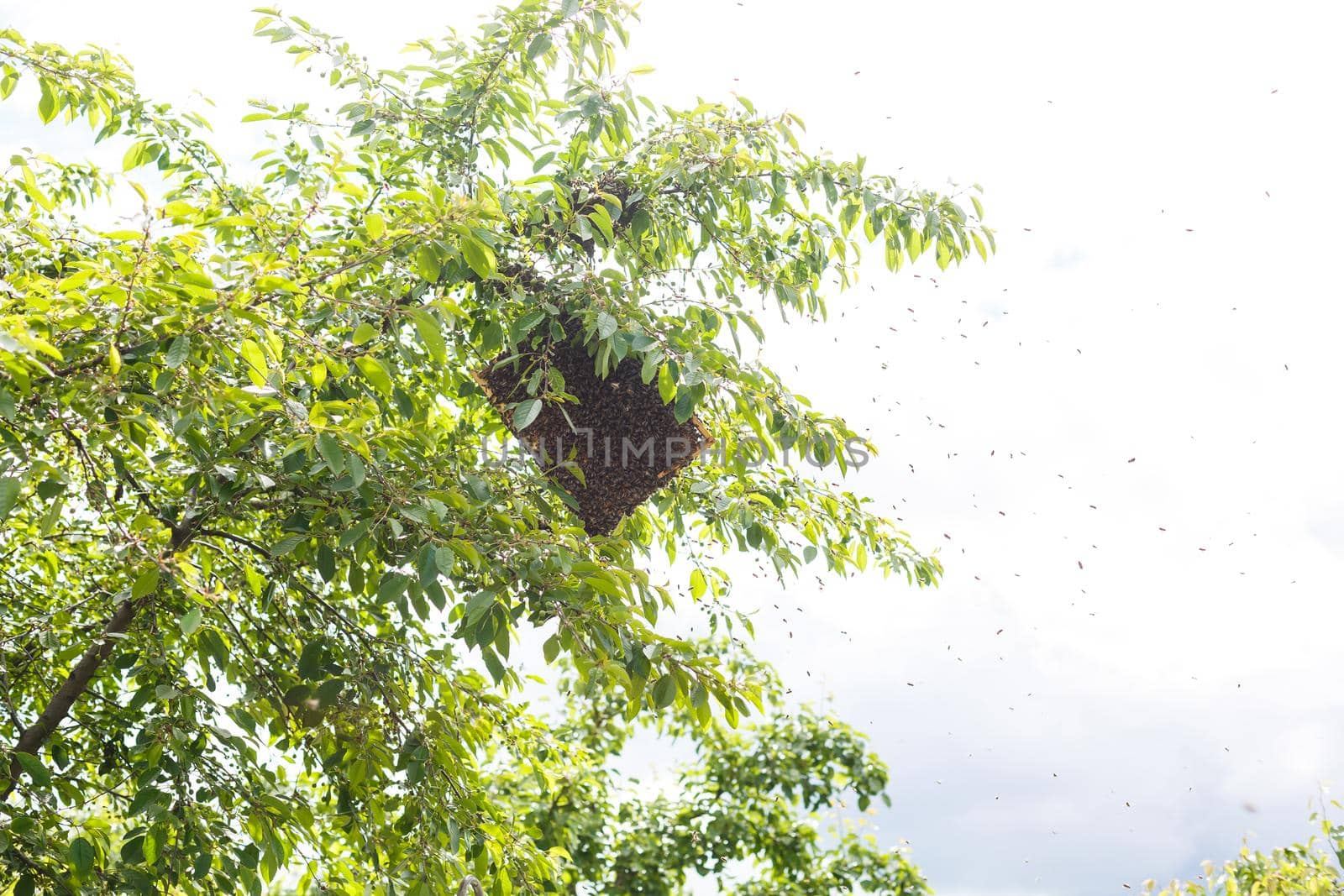 A swarm of bees sitting down on a branch of a birch tree
