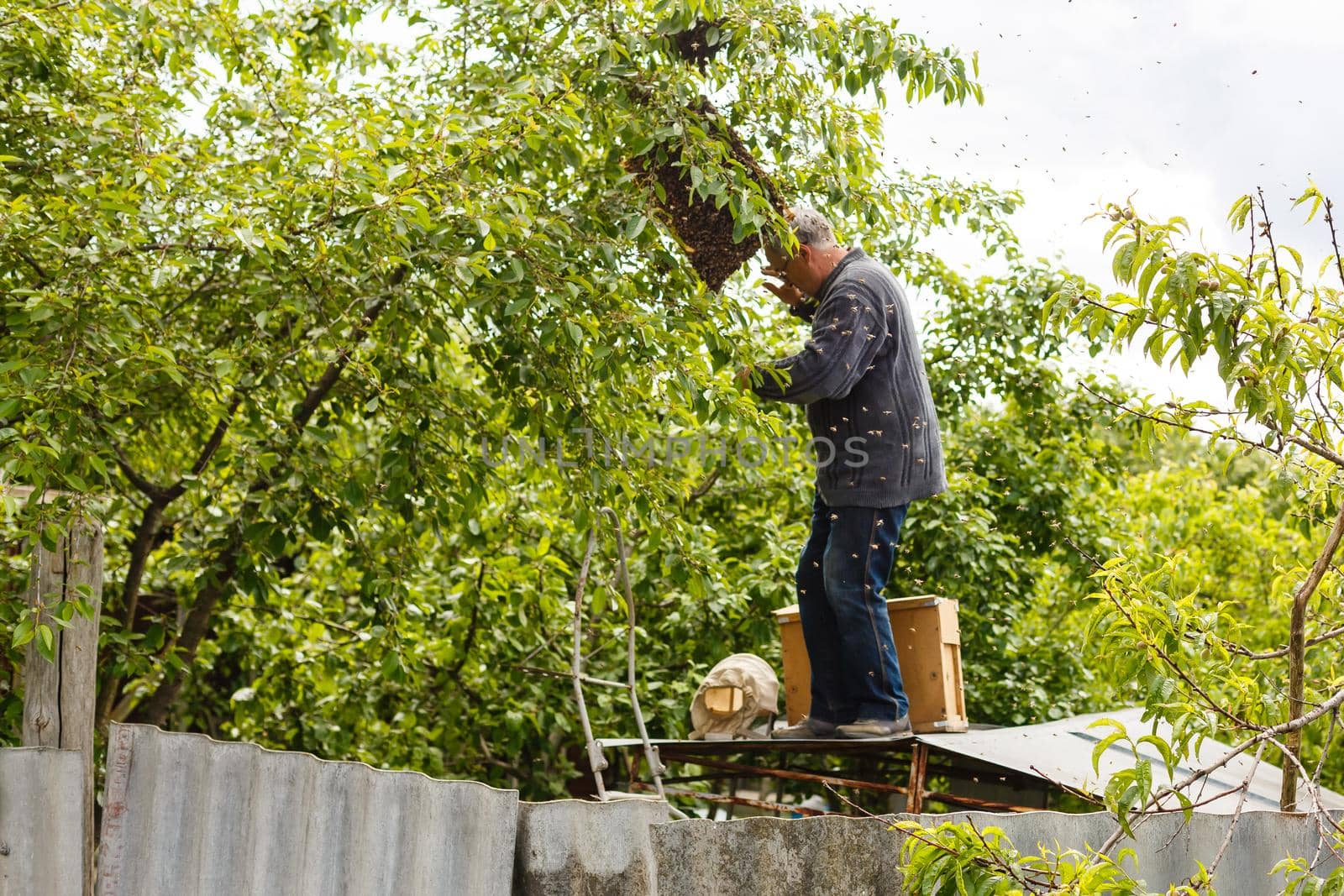 catching the bee swarm beekeeping