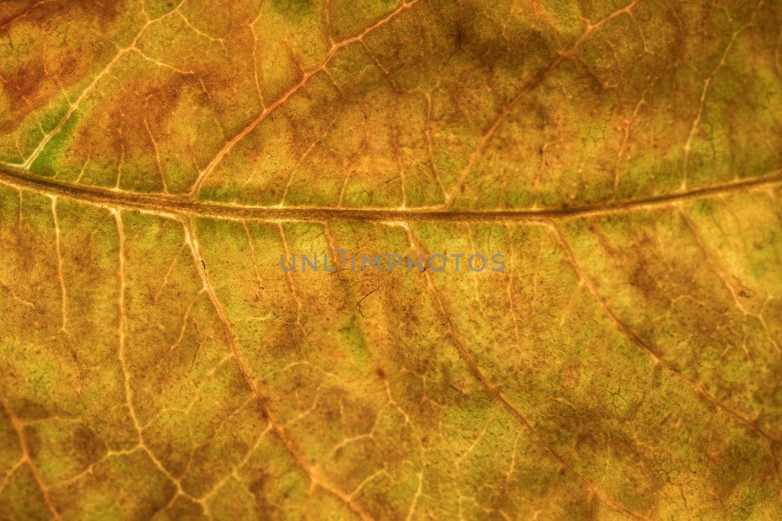 Background texture of leaf by yayimage