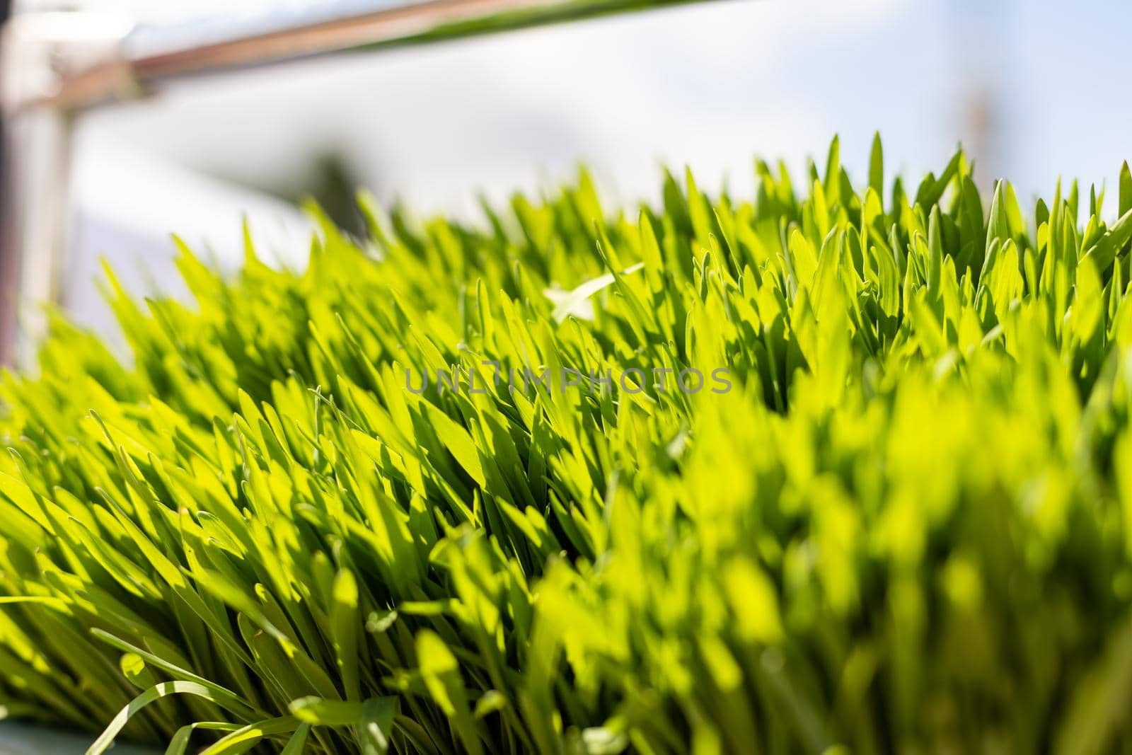 Background of freshly grown sprouts. Macro shot.