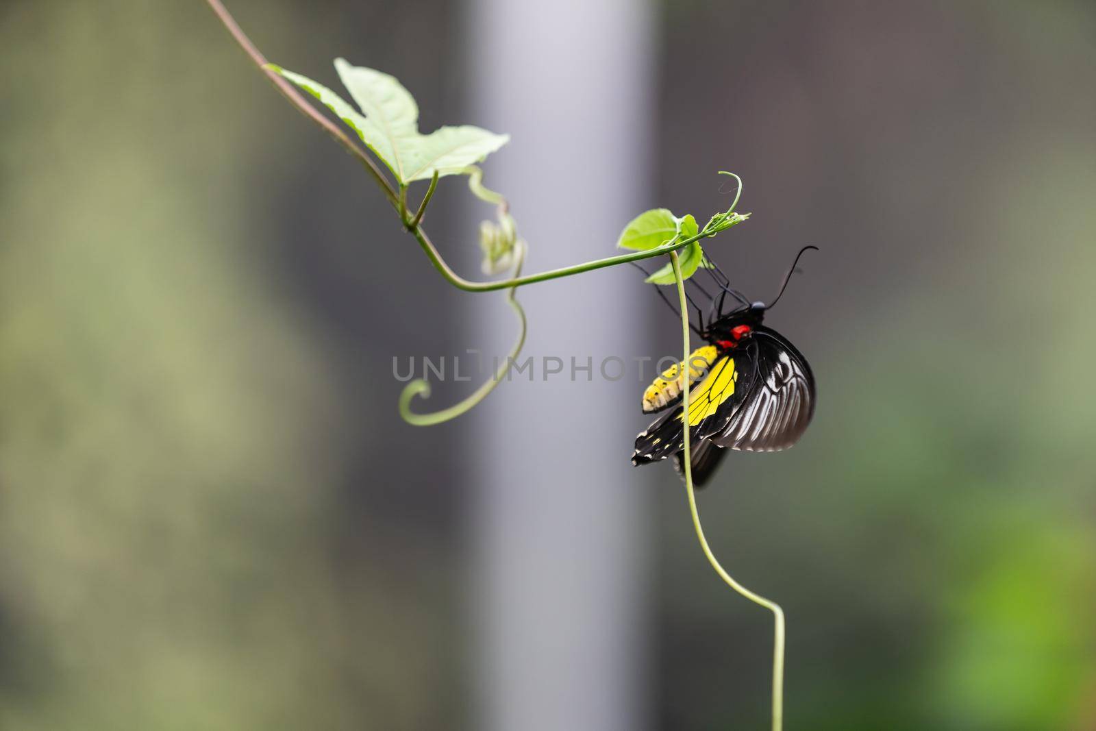 butterfly on a leaf in a greenhouse