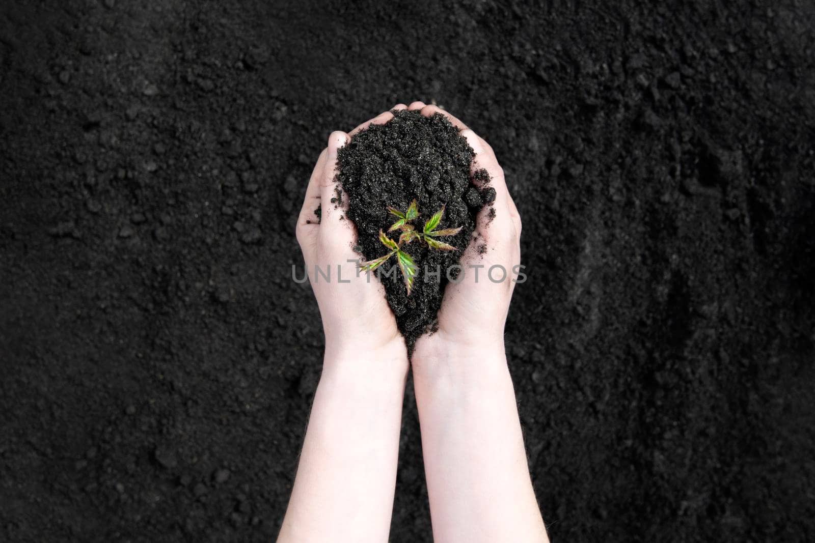 Young sprout in female hands on a background of the black earth. World soil day concept. Human hands holding seed tree with soil on agriculture field background