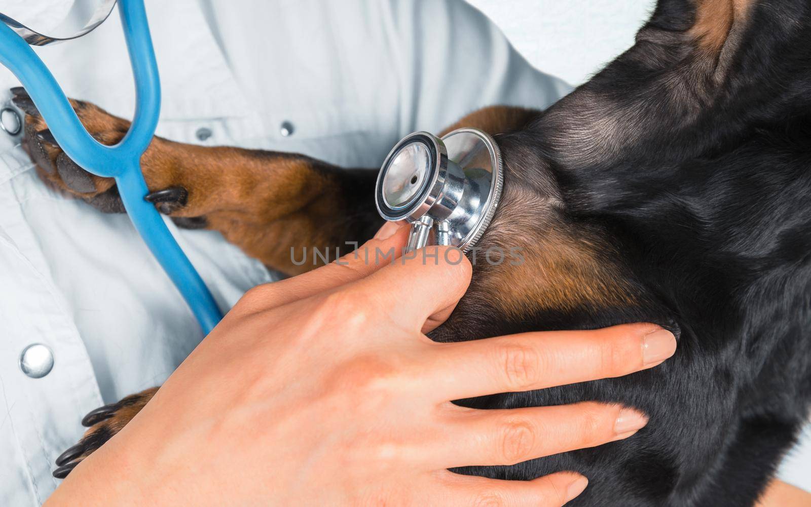 Female veterinarian listens dachshund dog in a clinic with stethoscope