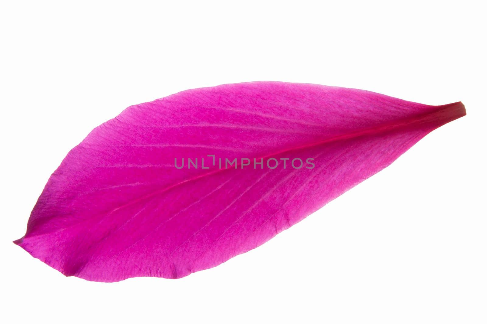 Pink flower petals white background by yayimage