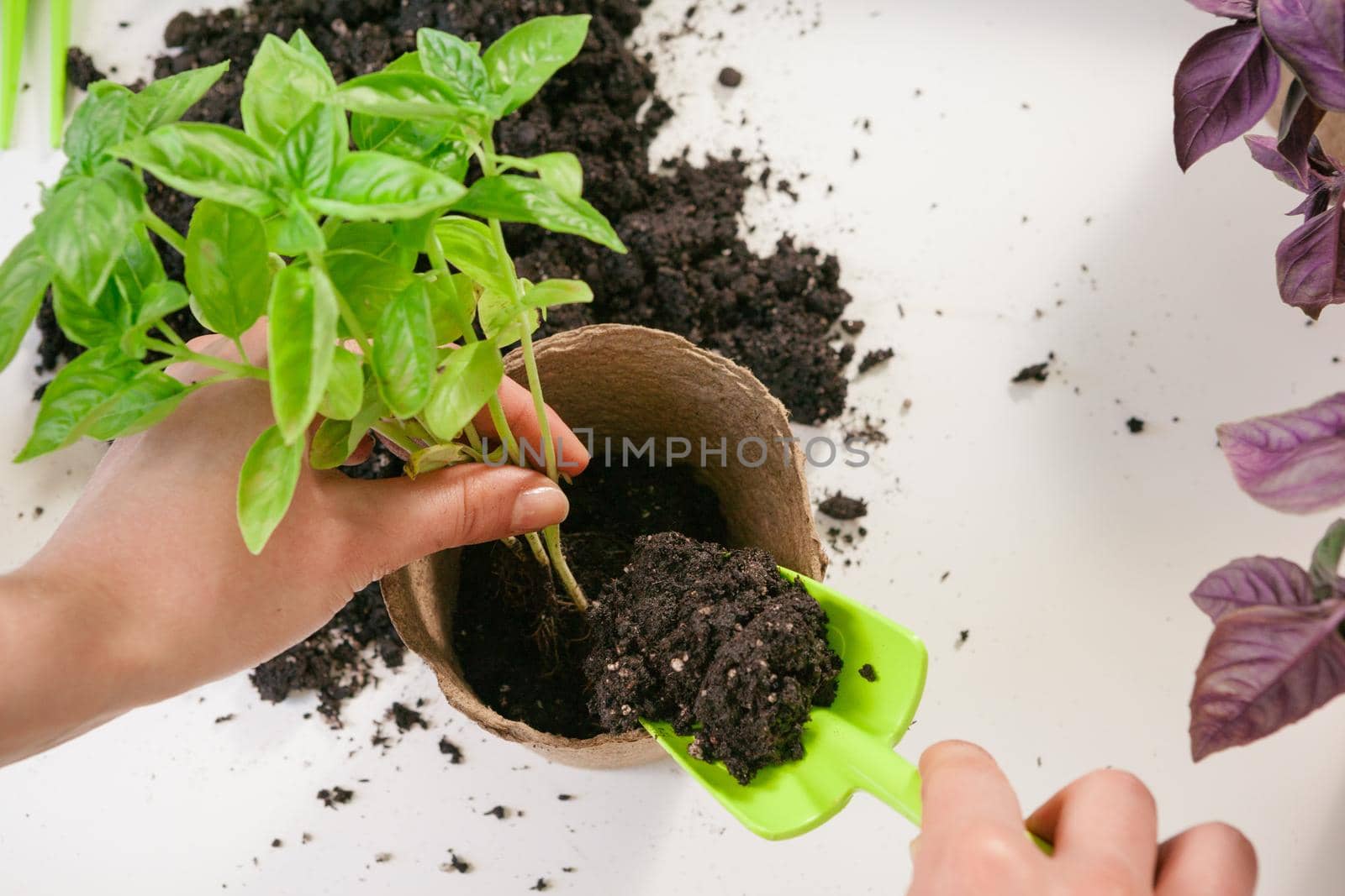 Gardening, planting at home.Woman relocating sprout houseplant