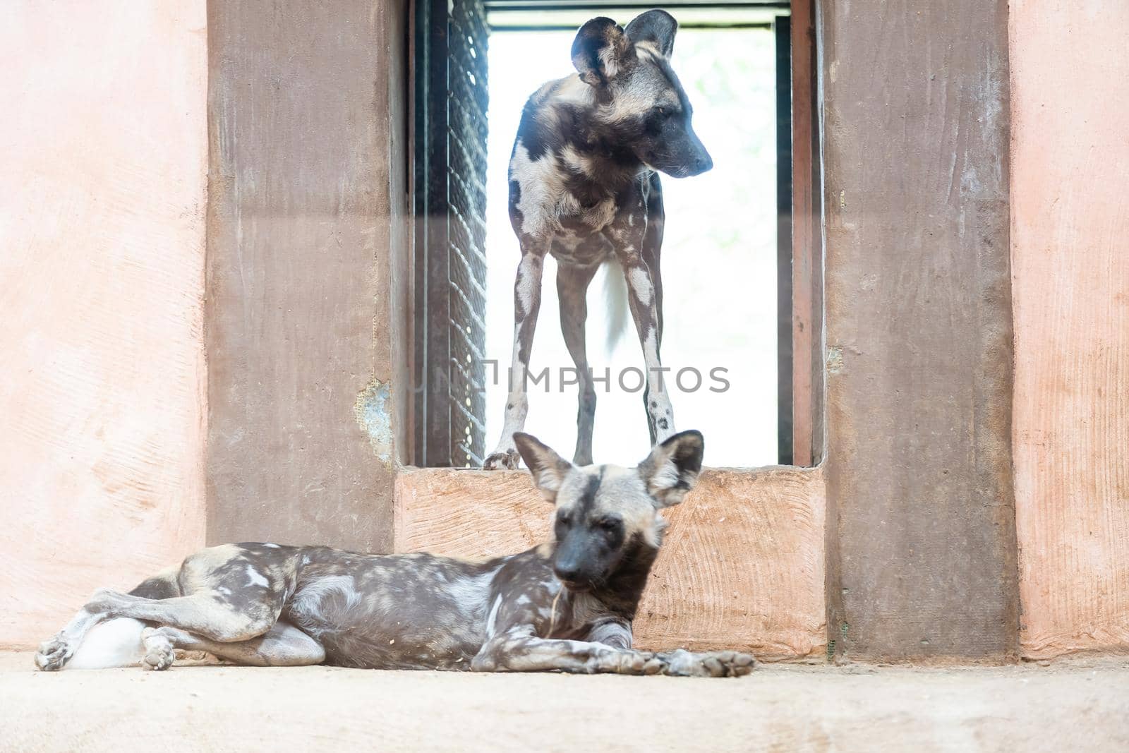 Closeup Spotted Hyena wood hole looking at the camera in the zoo by Andelov13