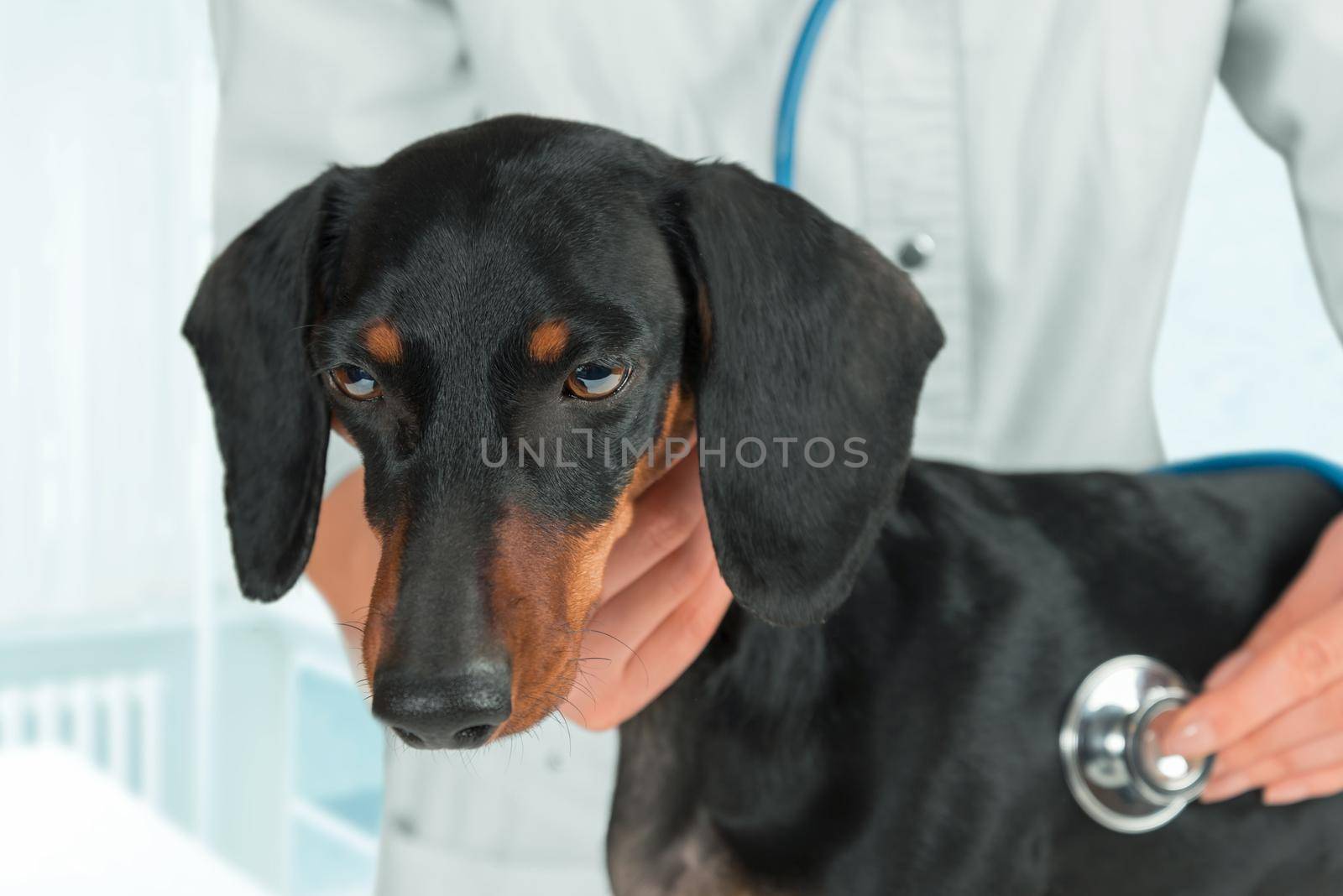 Veterinarian listens dog in a clinic by alexAleksei