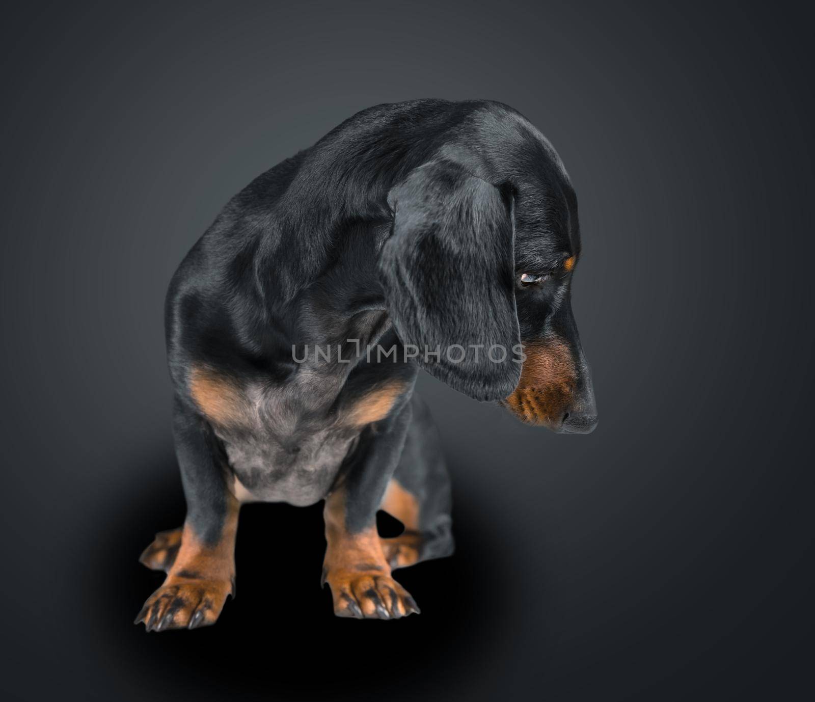 Smooth-haired dachshund dog looking down on black background, space for text