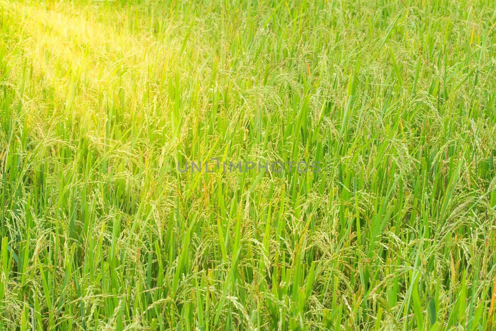 Rice field background