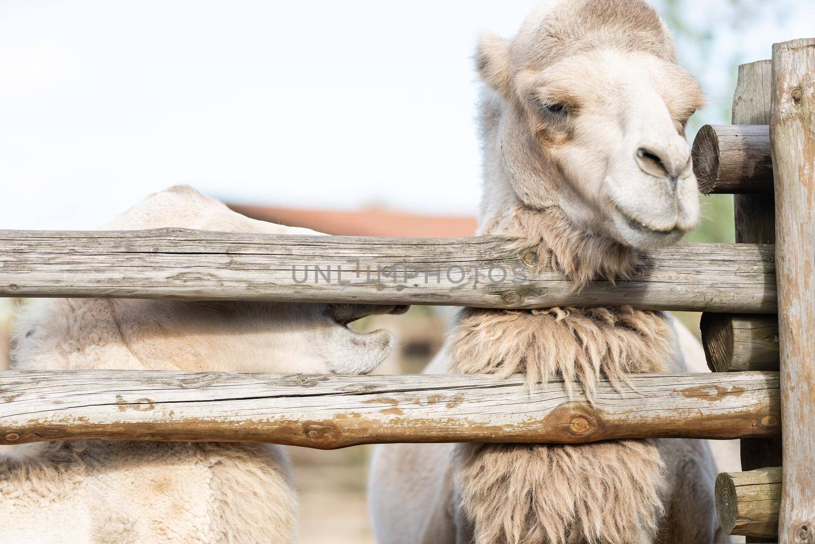 camel in an aviary at the zoo by Andelov13