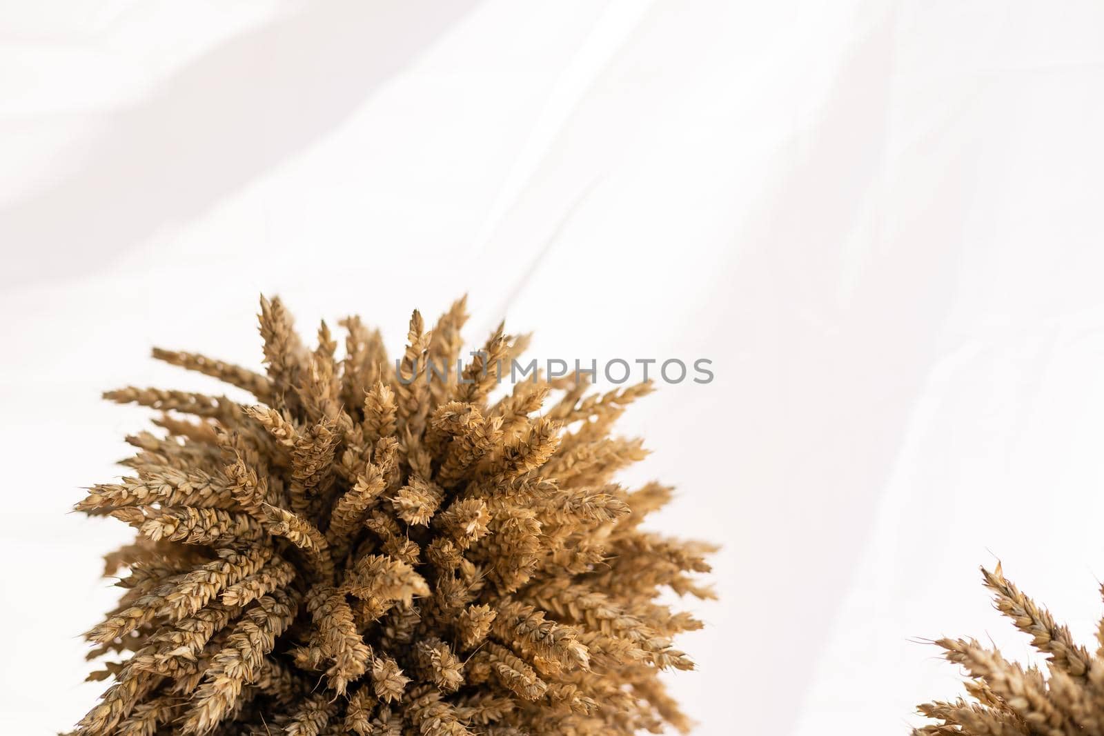Spikelets of wheat on isolated on white background