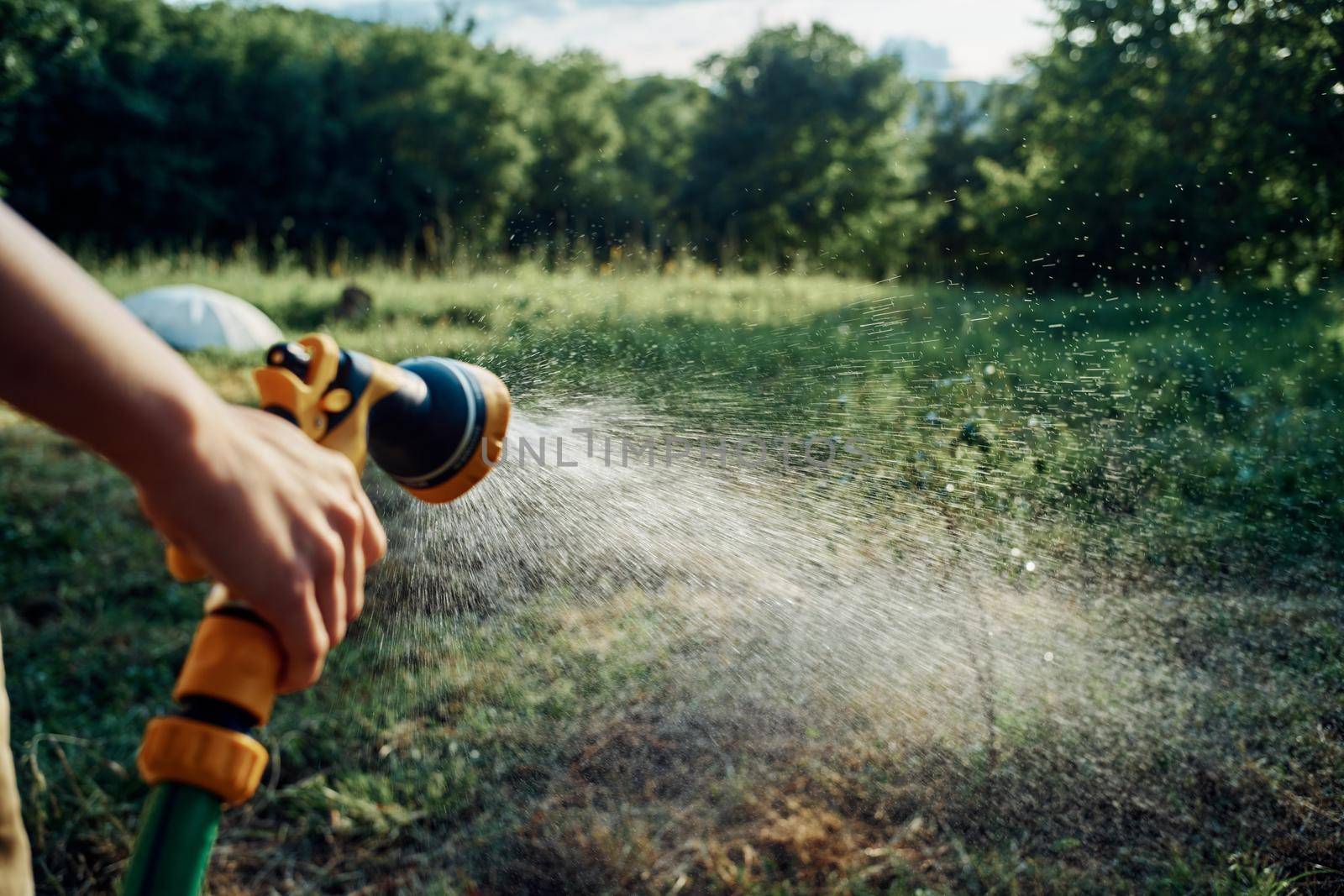 plant watering garden plantation summer cultivation. High quality photo