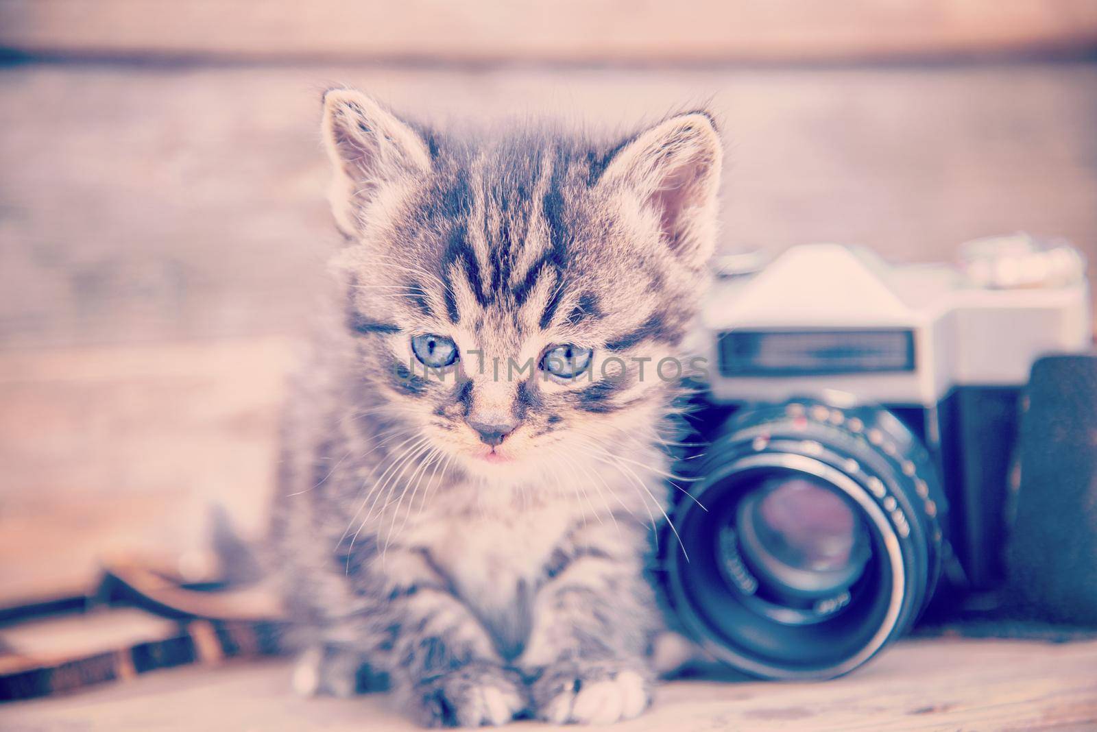 Little kitten sits near vintage photo camera on a wooden table