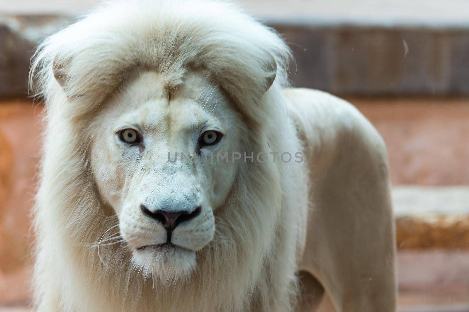 Little Girl Watching Through the Glass at White Lion in Zoo. Activity Learning for Kid. by Andelov13