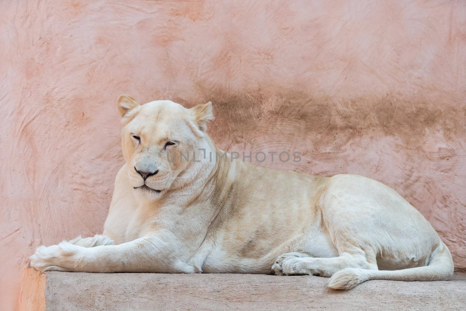 Female lion, Panthera leo, lionesse portrait, head profile on soft background, looking to the left, with space for text on left side