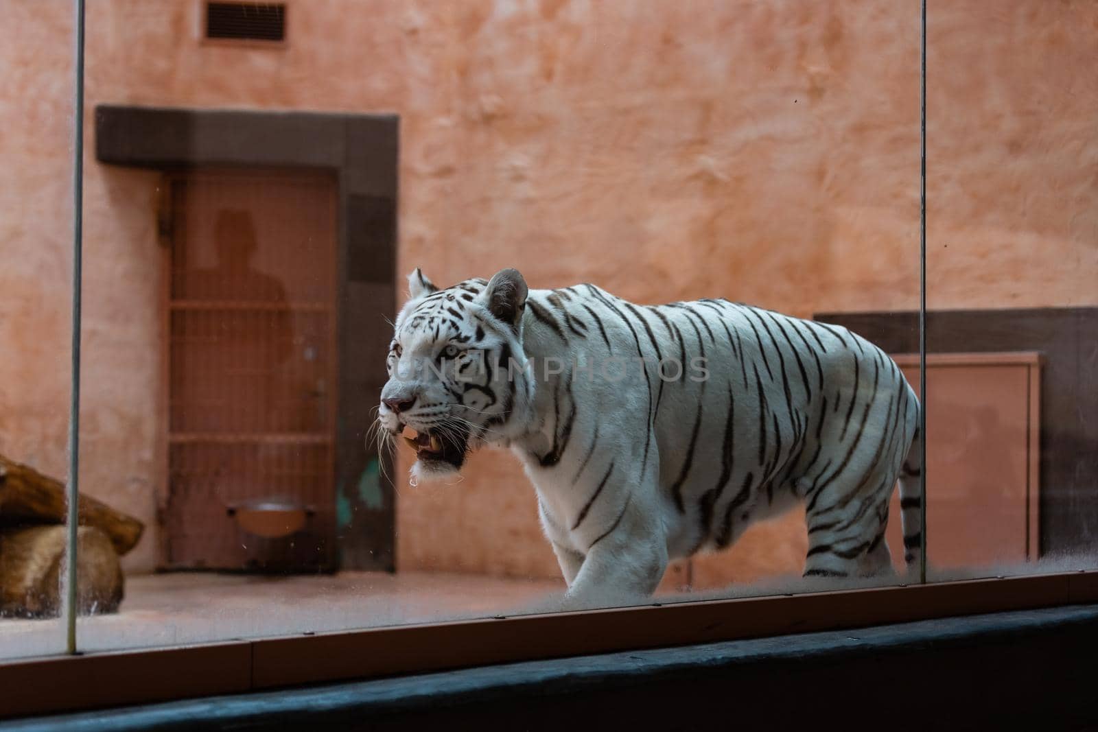 Animal: White Tiger walking at the zoo