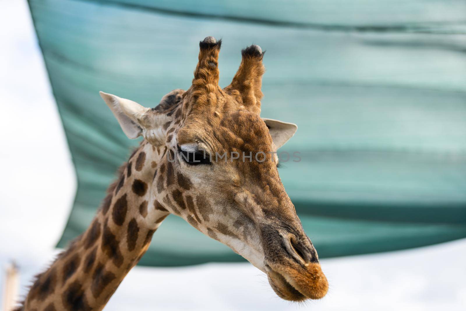 Girl Feeding Giraffe at Zoo