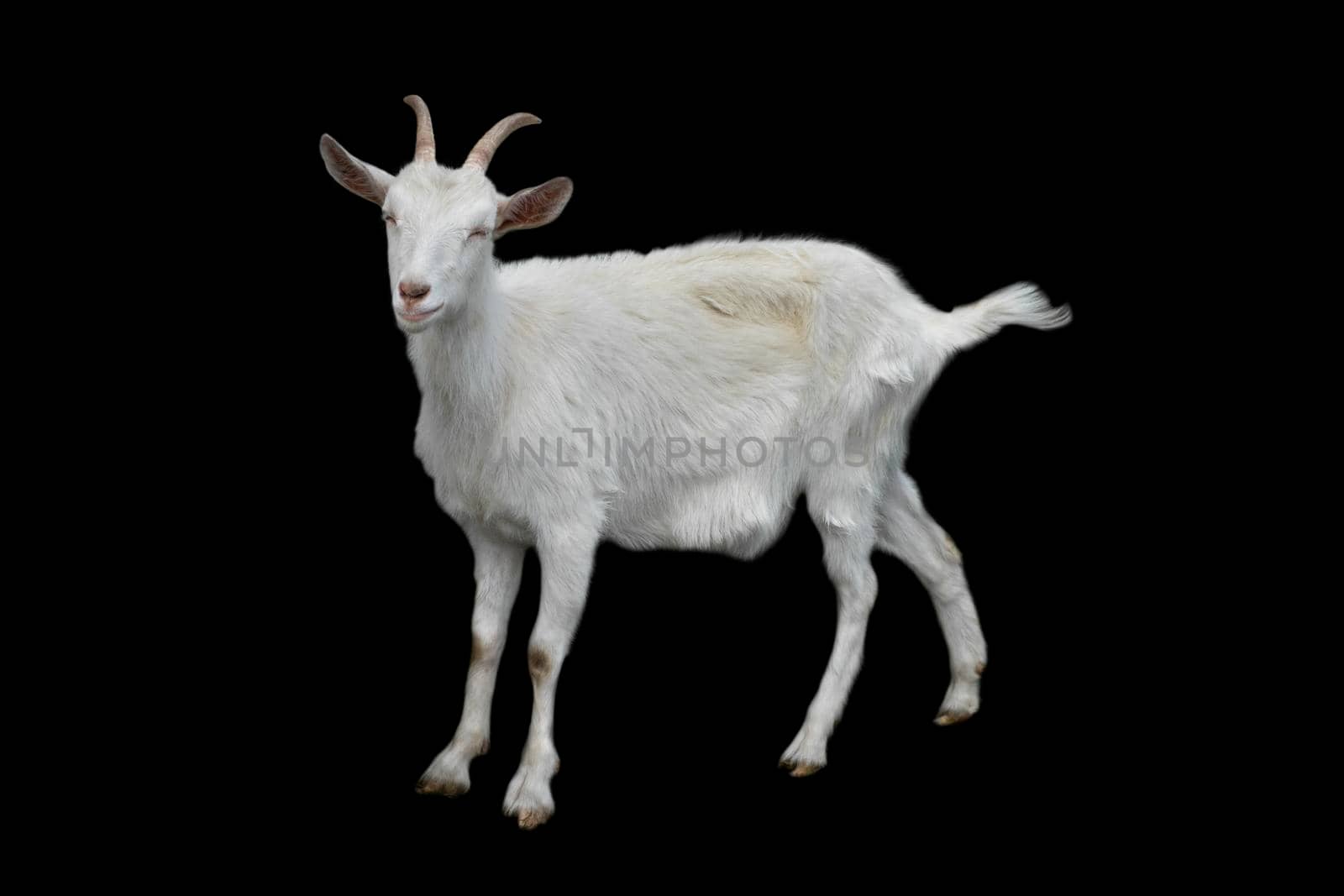 Funny white female Goat isolated on black background. Goat with long horns walking full length cut out. Farm animals.