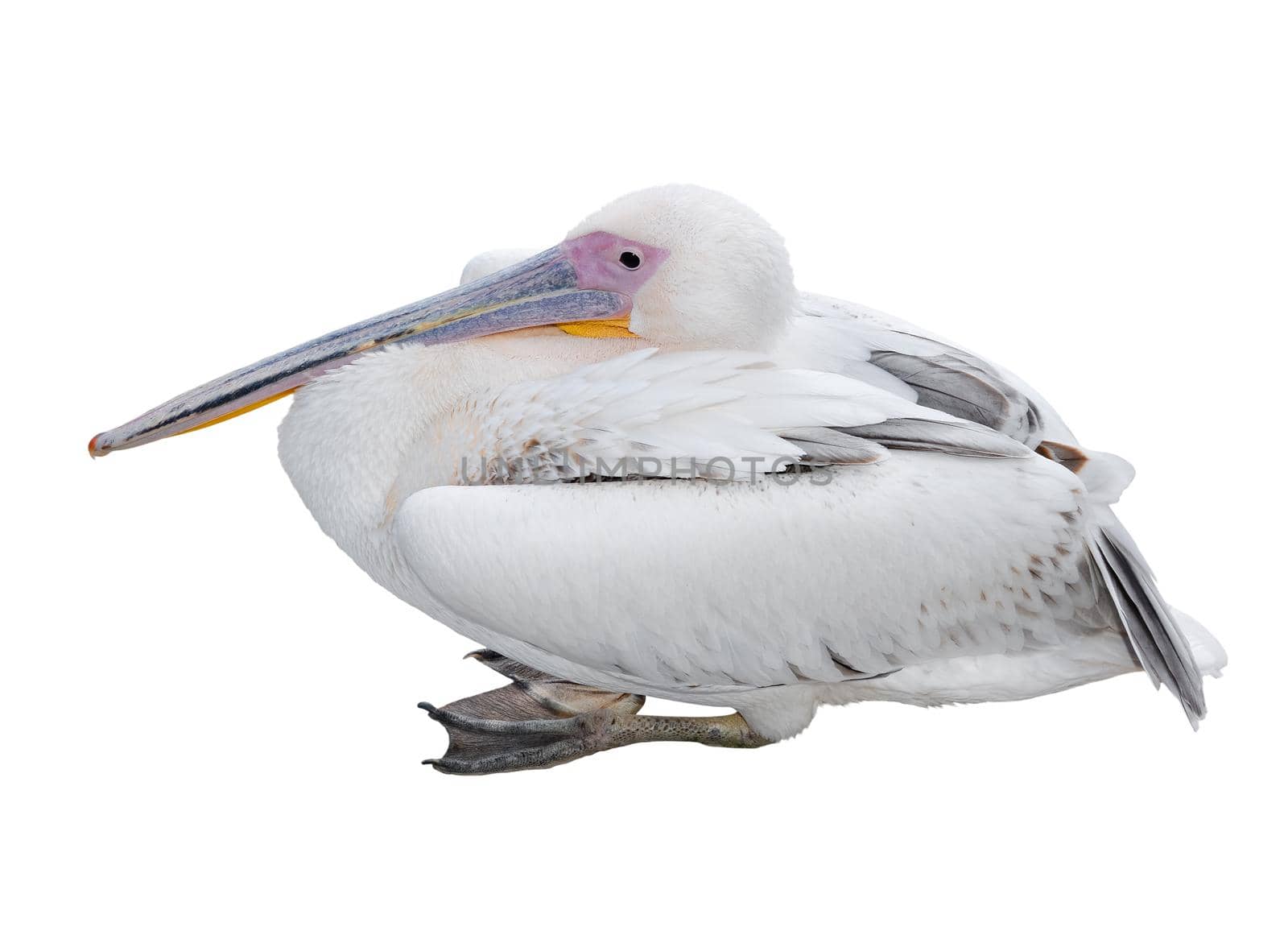 Big beautiful white pelican lies isolated on white. Funny cute zoo bird. Pelican - large water bird on white