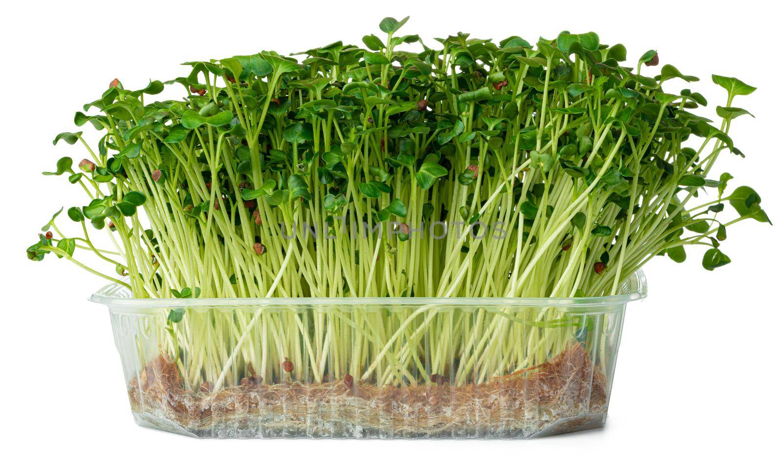 Radish daikon micro green sprouts isolated on white background