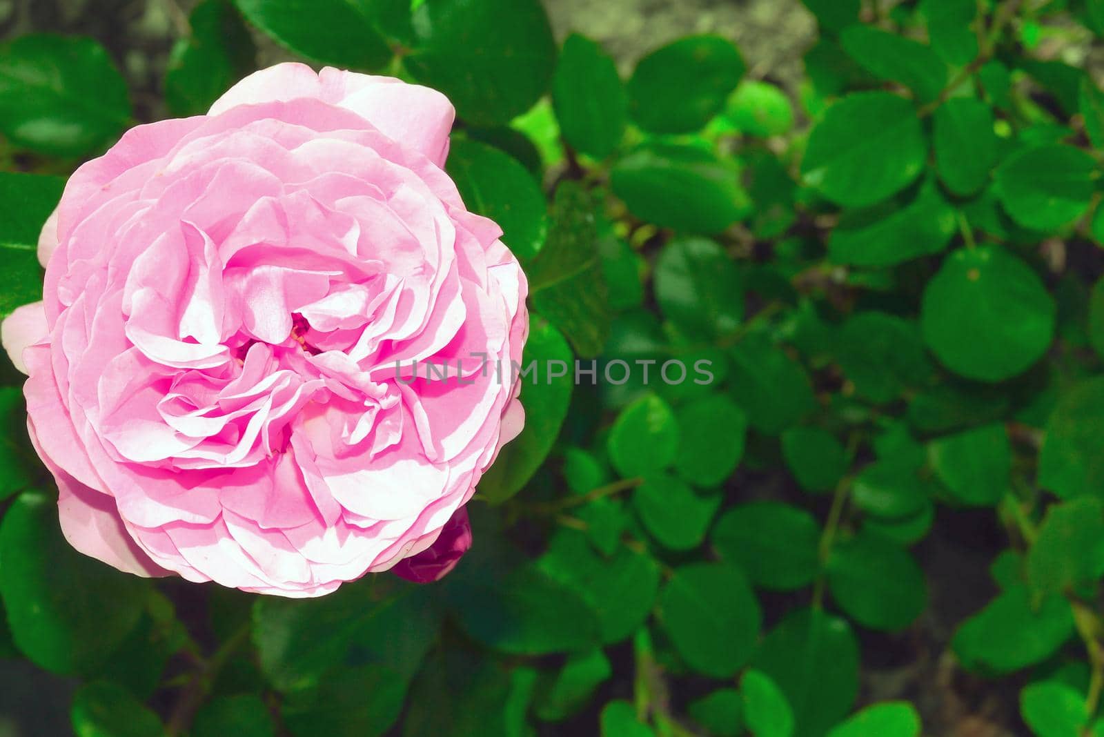 Pink rose in blurry natural background close up. Bright blooming pink rose head fully open in flower garden. Template or mock up. Top view.