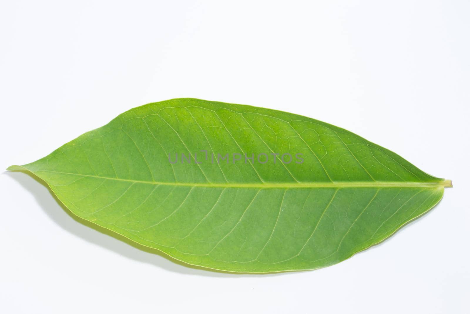 Green leaves white background