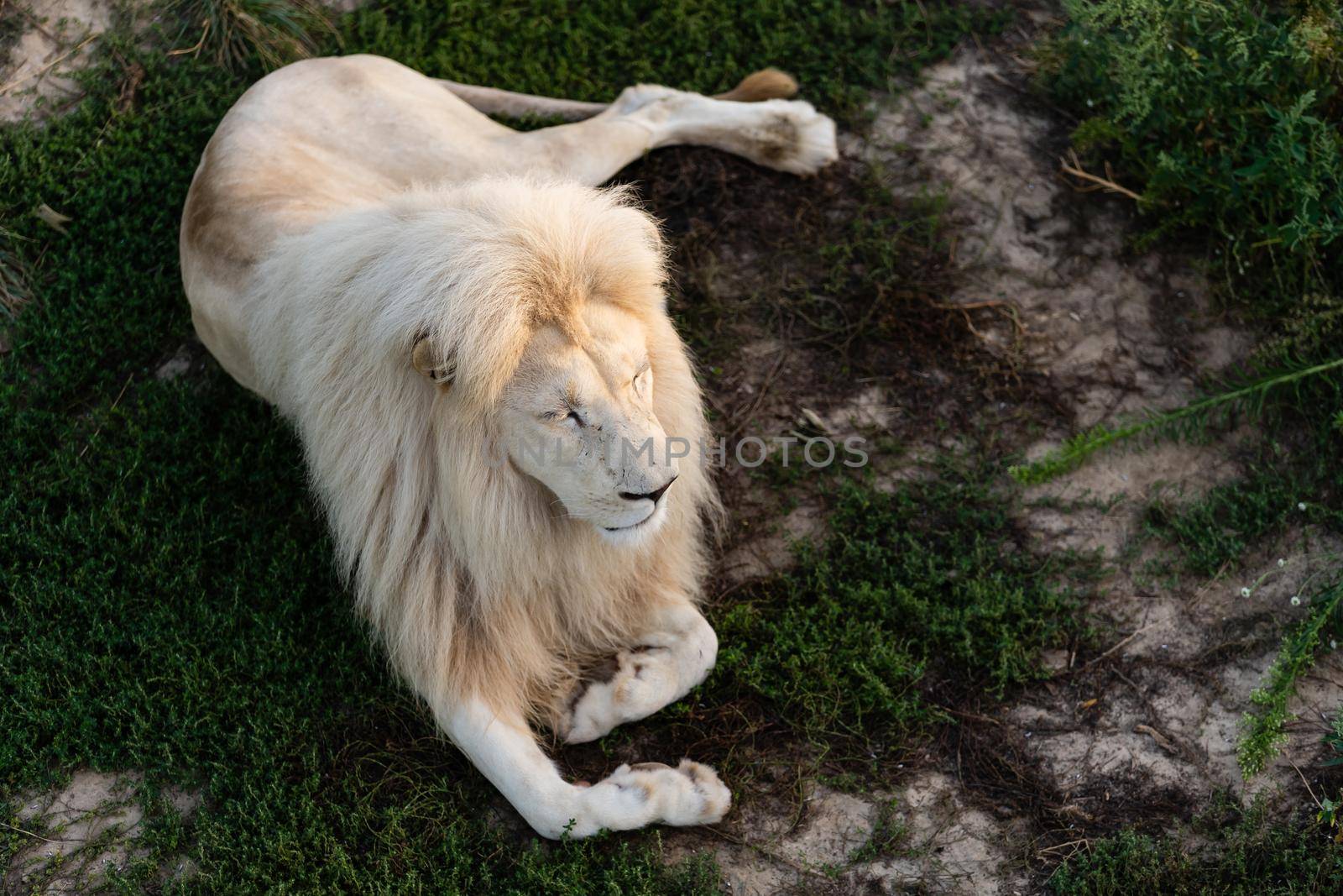 Male white lion lying down by Andelov13