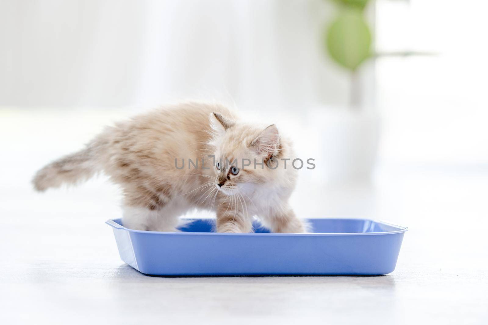 Lovely fluffy white ragdoll cat sitting in the blue toilet tray in light room and looking at the camera. Beautiful purebred feline pet outdoors makes pee