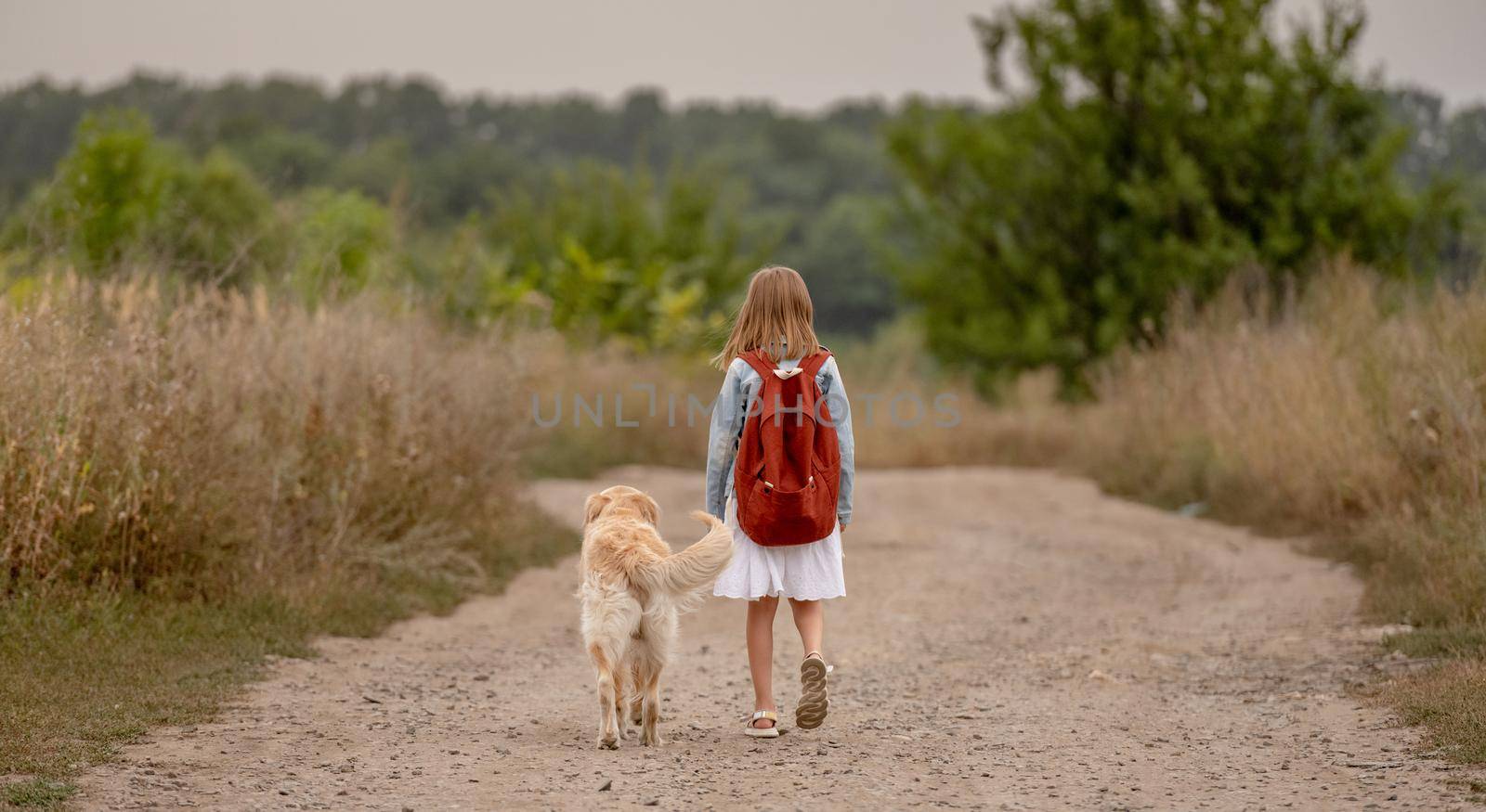 School girl with backpack and golden retriever dog walking in the field. Preteen child kid with doggy pet at nature portrait from back