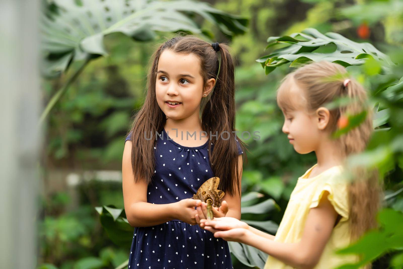Two little sisters holding a butterfly in their hands. Children exploring nature. Family leisure with kids at summer.