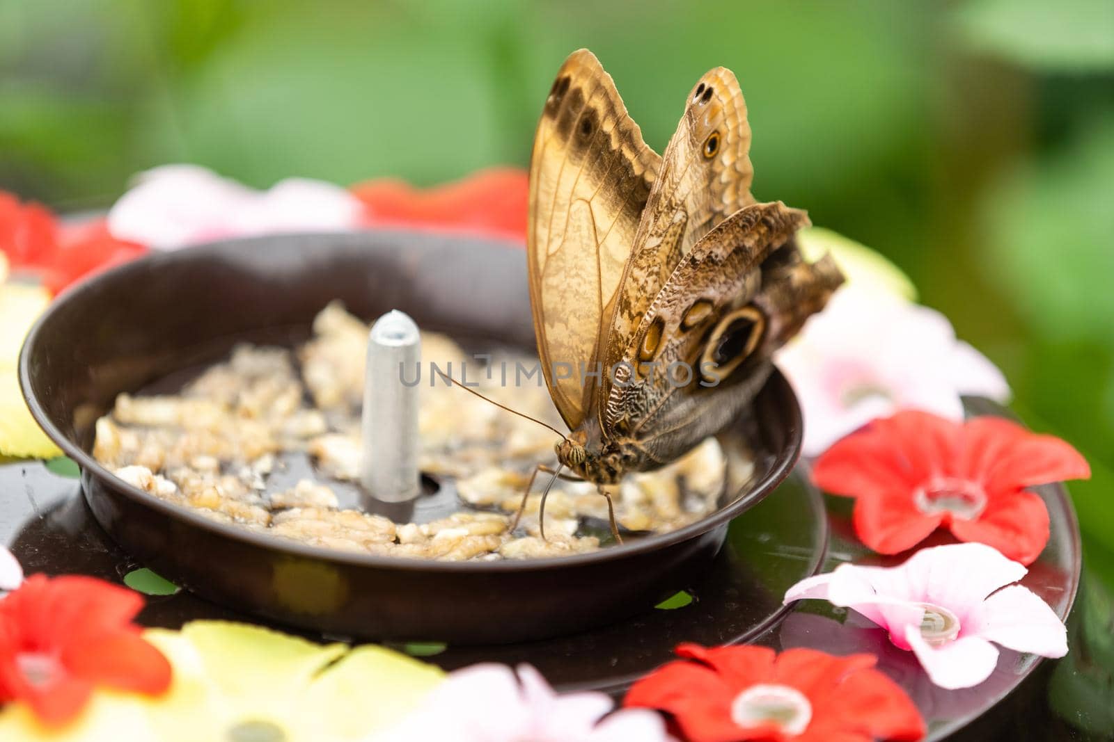 Butterfly climbing in the feeder in a greenhouse