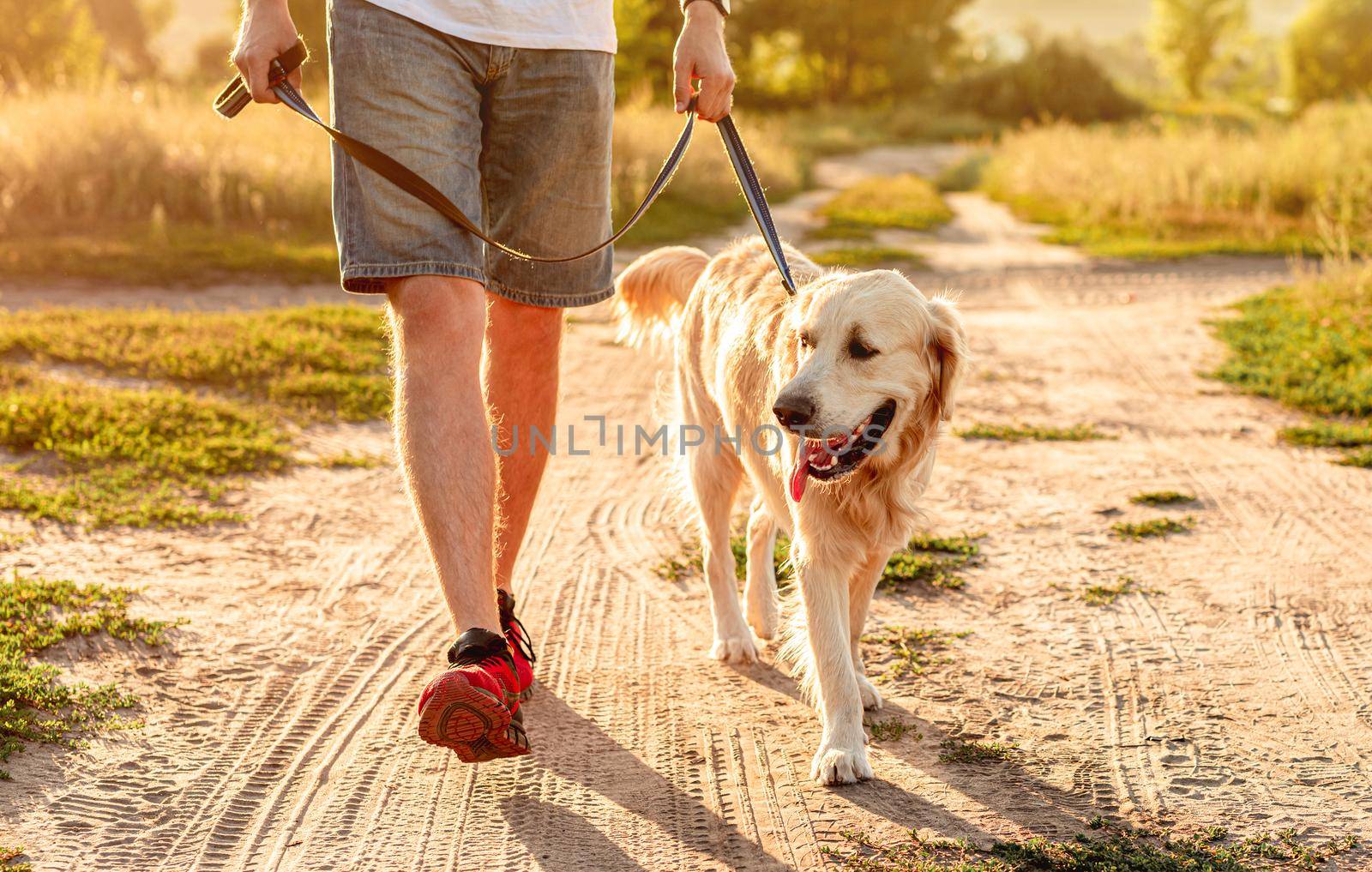 Golden retriever walking next to man legs along ground road