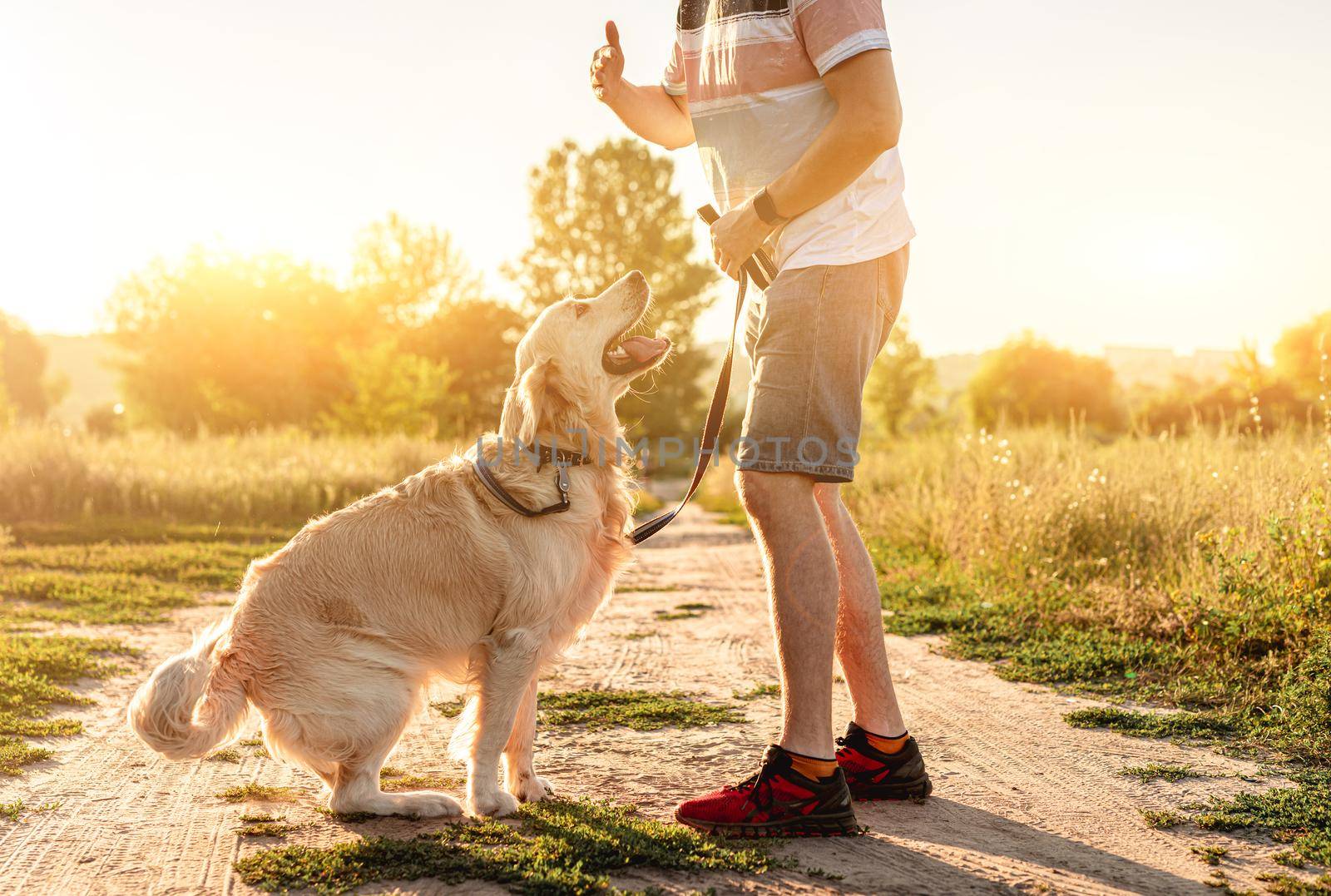 Training of golden retriever dog outdoors at sunset by man