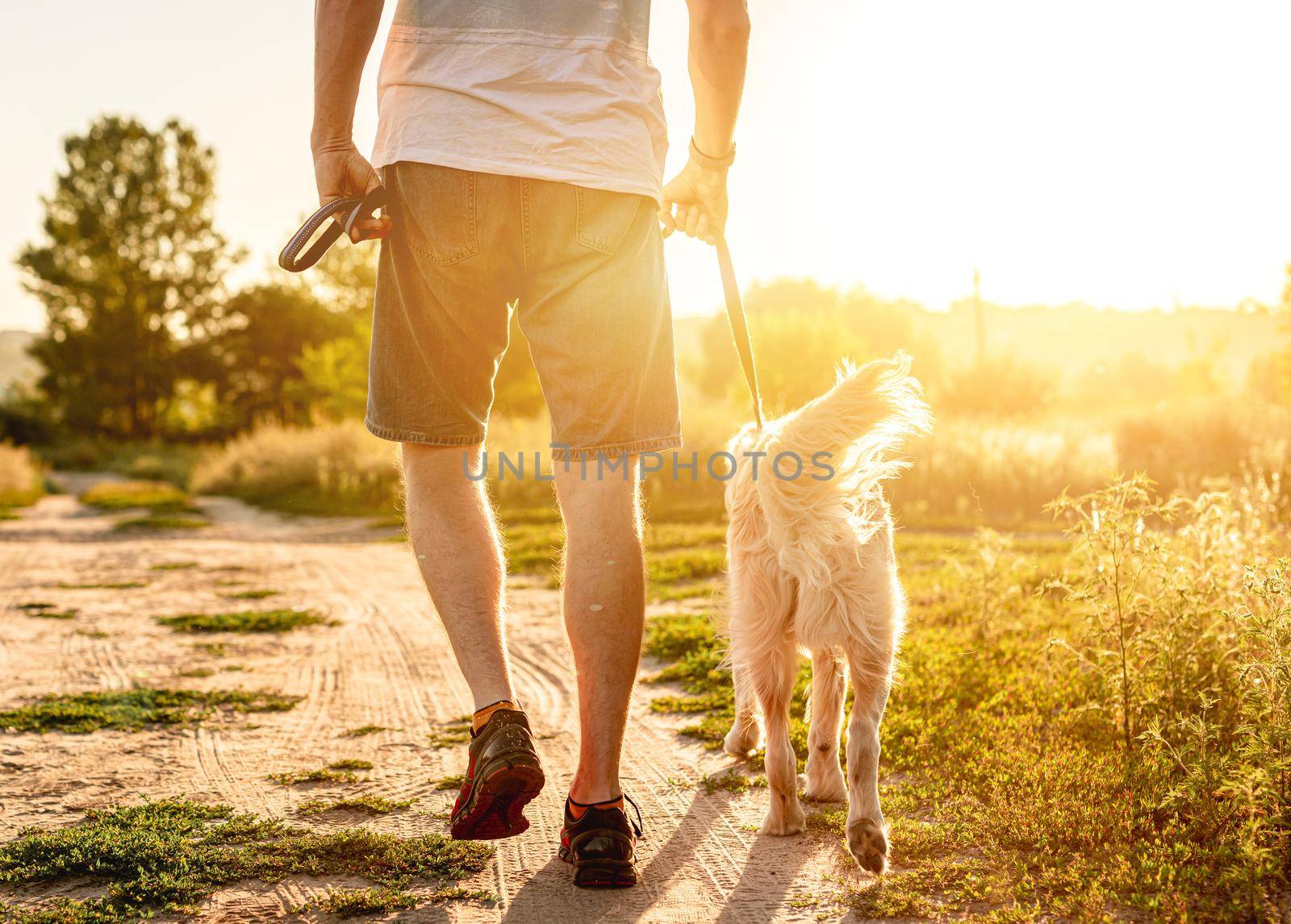 Rear view of man walking golden retriever in sunny nature