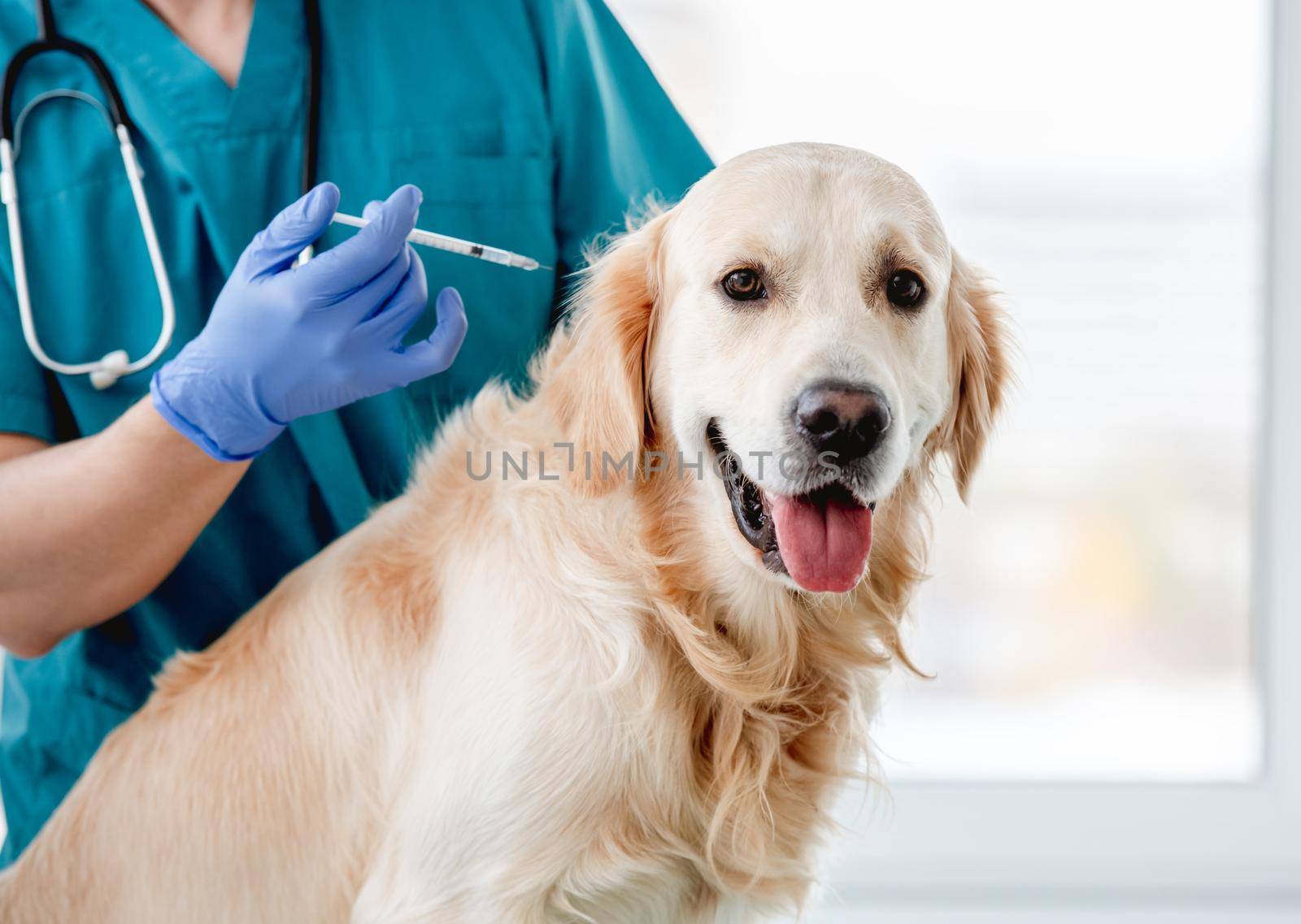Golden retriever dog getting injection with vaccine during appointment in veterinary clinic