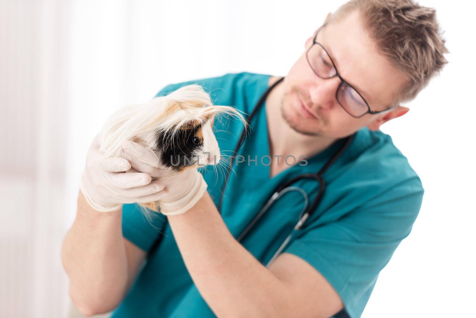 Qualified veterinary examining little furry guinea pig, on white background